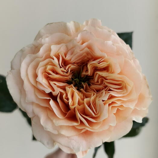 Flowers Story