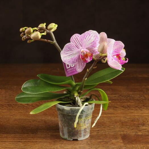 LuxuryPlants