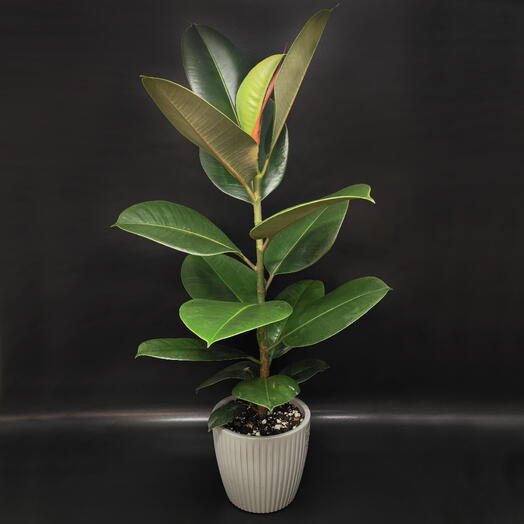 Succulenteria