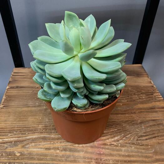 Echeveria