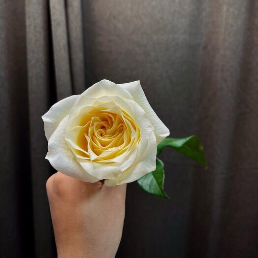 Роза Канделайт