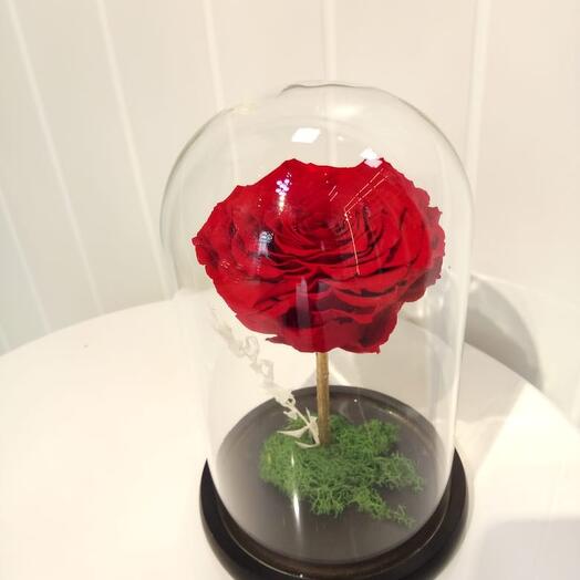 Red Color Forever / Infinity Rose