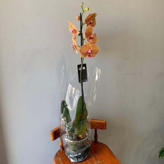 Azaliya Flower Pub