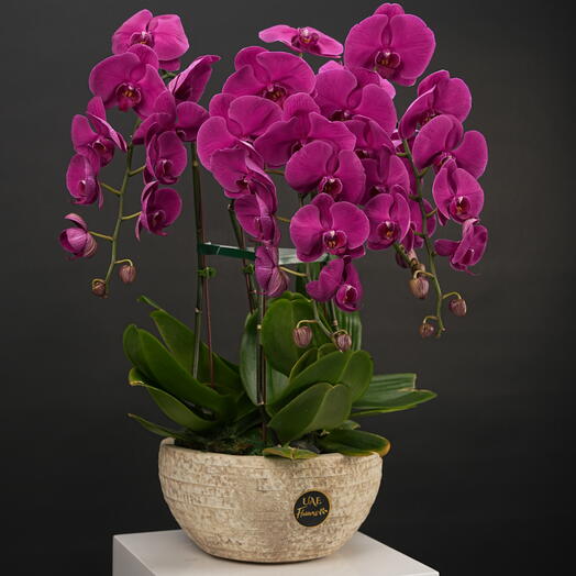 Purple Phalaenopsis Orchid Plant