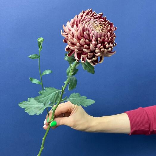 Хризантема Бигуди