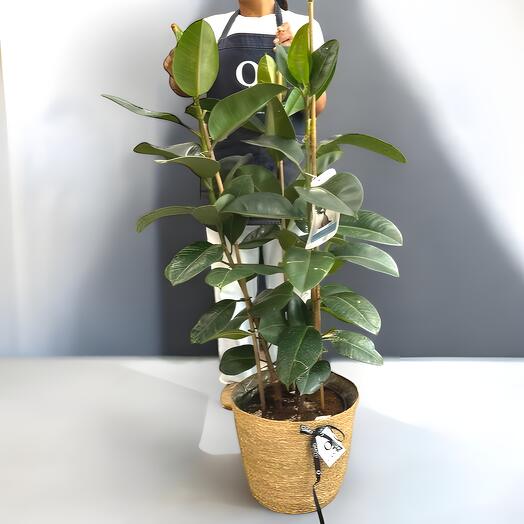 Ficus Elastica