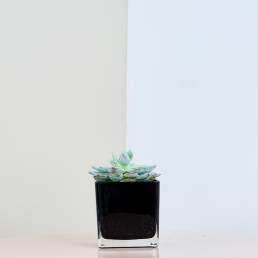 Echeveria Elegance in Sleek Black Planter