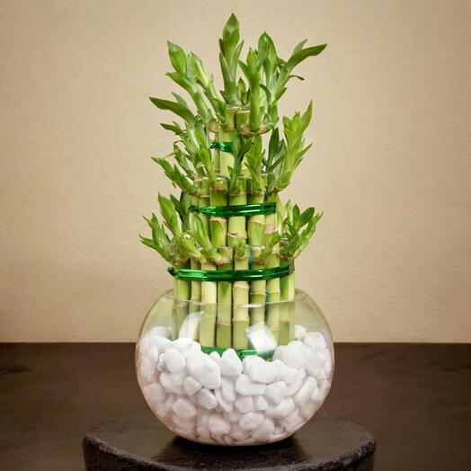 3 Layer Lucky Bamboo in fish bpwl