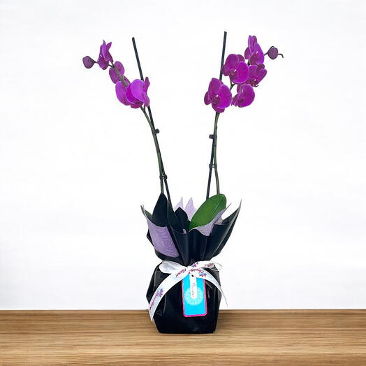 Elegant Duo: 2 Stem Purple Orchid in Black   Purple Wrap | Phalaenopsis Orchid Plant