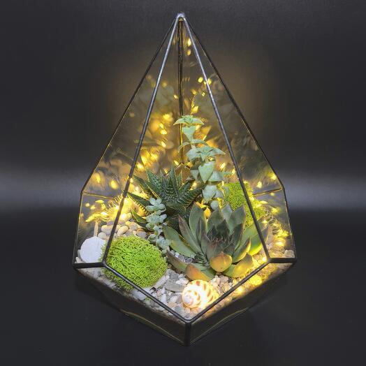 Succulenteria Октябрьское поле