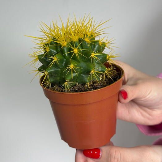 Эхинокактус