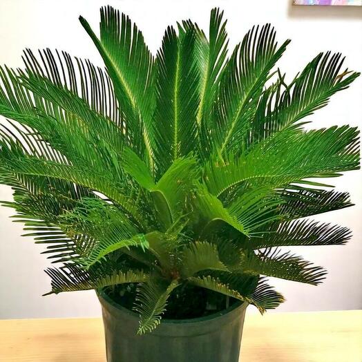 Cycas