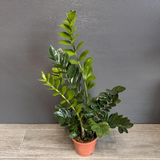 Замиокулькас в горшке 19