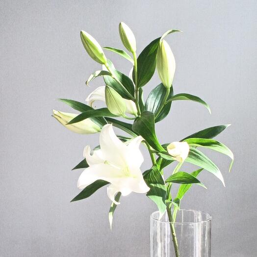 SilverSong Flowers