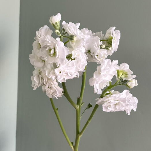 Molecula | flowers