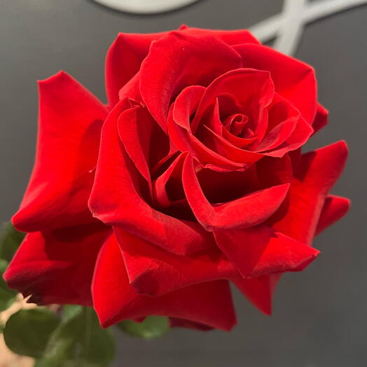 Gretta flower