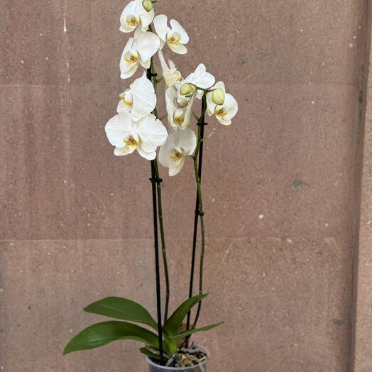 Love Bar (flower store)