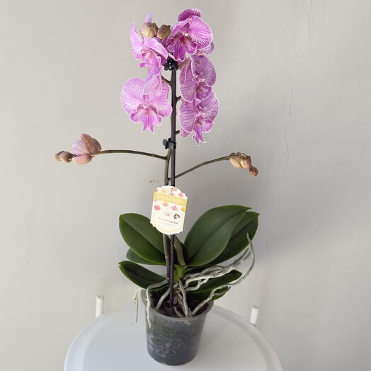 Viola