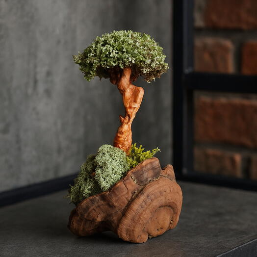 Cetraria