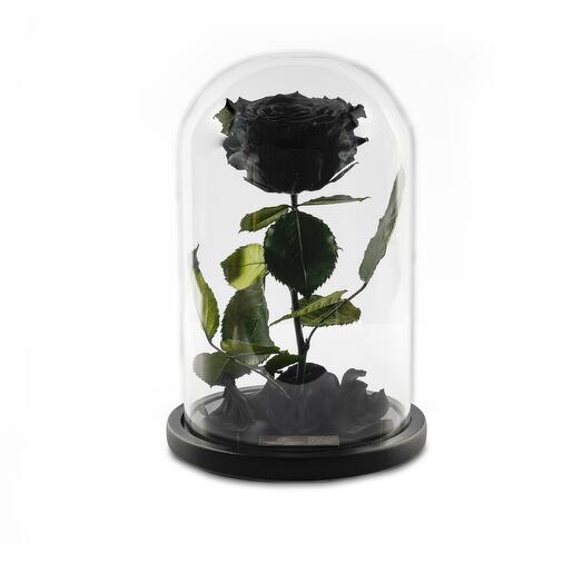 Black Preserved Roses in a Glass Dome Single