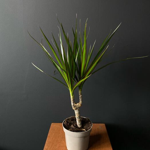 Dracaena