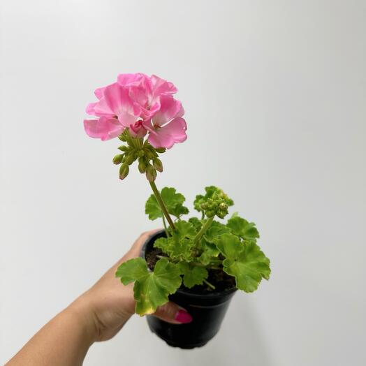 Уход за пеларгонией и геранью: советы по поддержке здоровья растений