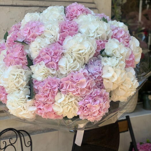 50 hortensias rose et blanc