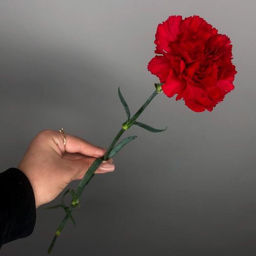 Clavel rojo