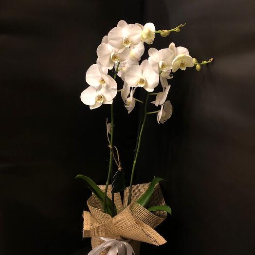 Beyaz Orkide / Double Branched White Orchid