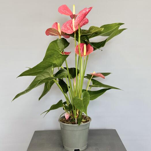 Антуриум сортовой розовый с крупными цветами