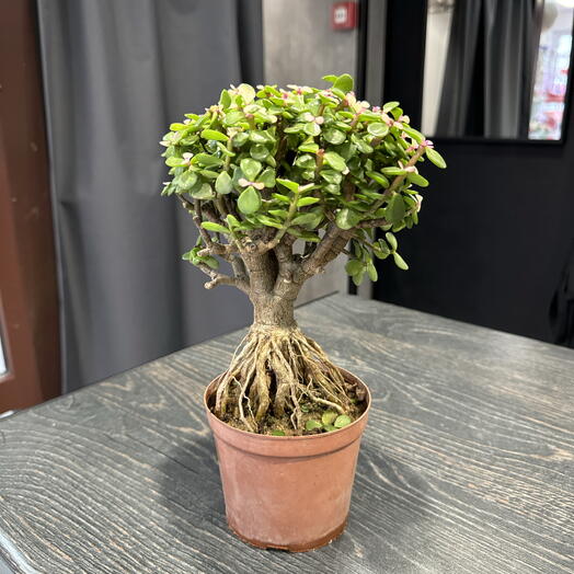 Gardeniya
