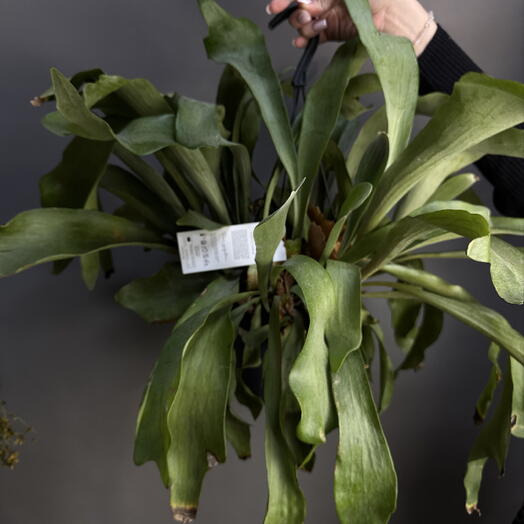 MisunFlora