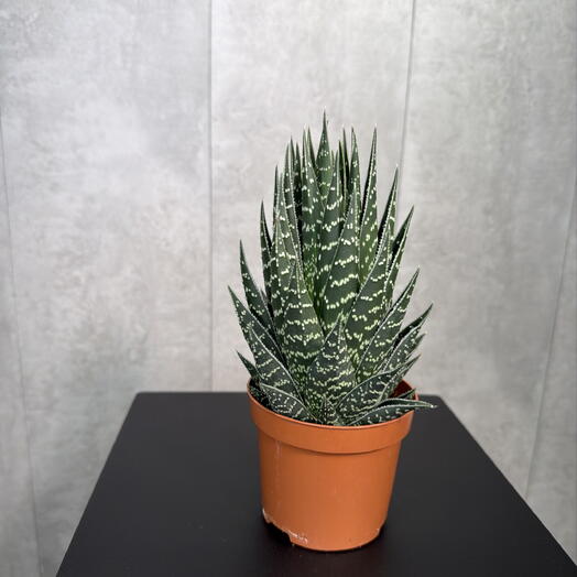 Tropi Decor студия озеленения