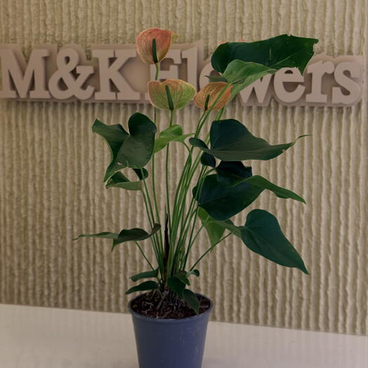 M&K Flowers