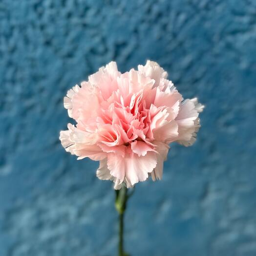 Dianthus