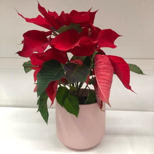 Red Poinsettia Plant in Pink Ceramic Pot