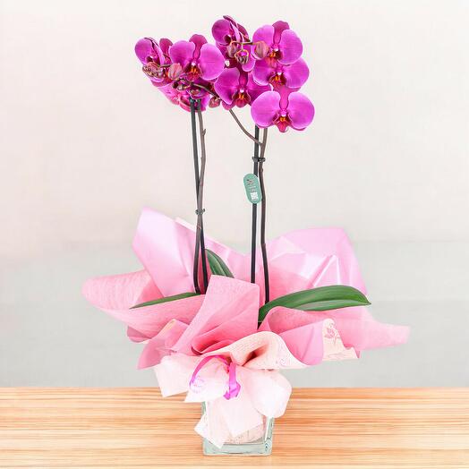 Orquidea Fucsia Elegancia