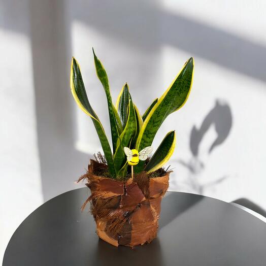 Sansevieria