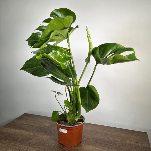 April_Plants