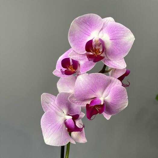 Комнатное растение «Орхидея»