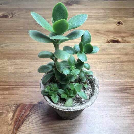 Крассула Стретто