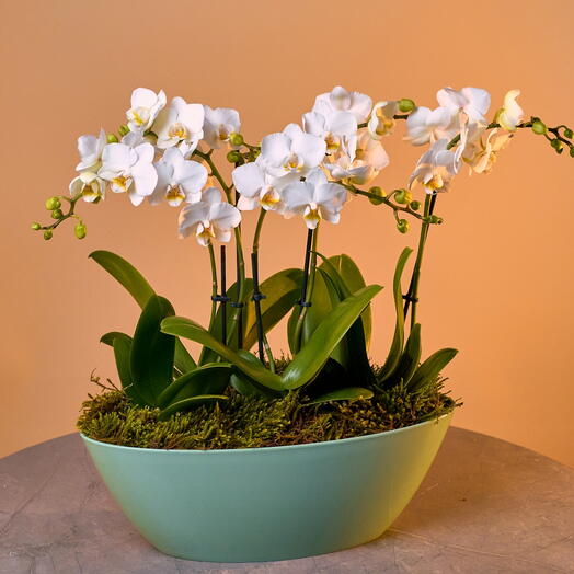 Margoplants