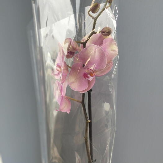 SarFlora на Советской