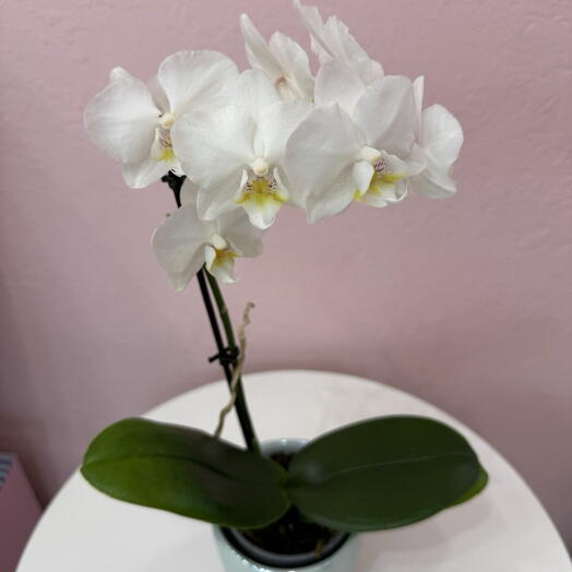 Her Flowers 