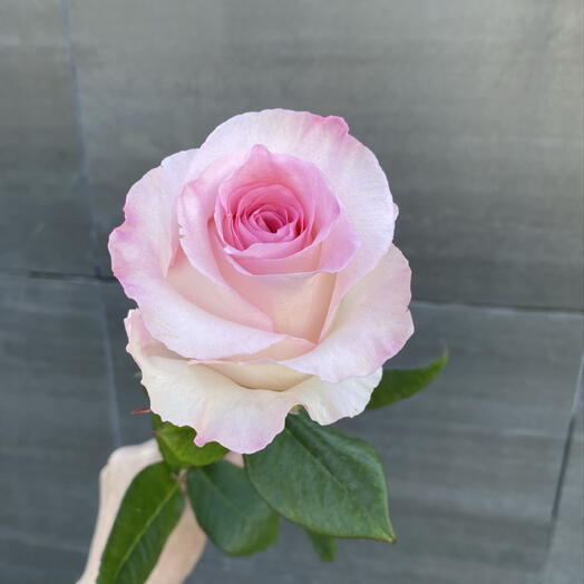 Pion