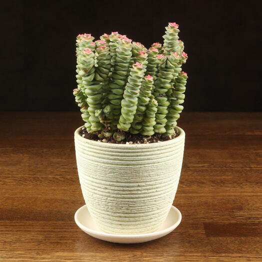 LuxuryPlants
