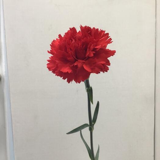 Clavel rojo