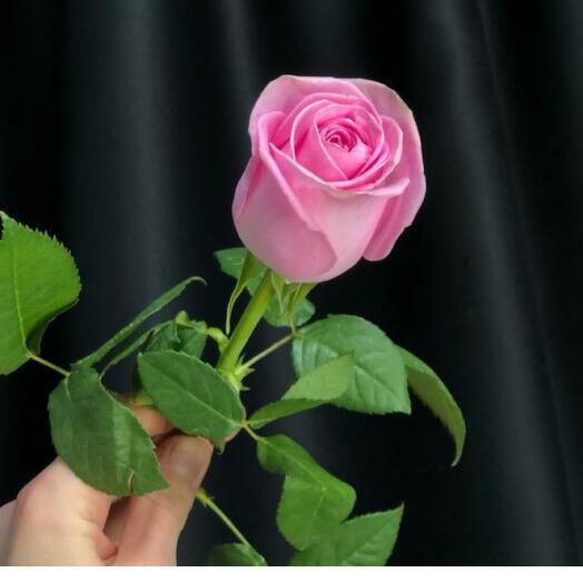 Pink Revival Rose