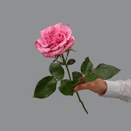 Пурпурно-розовая пионовидная роза