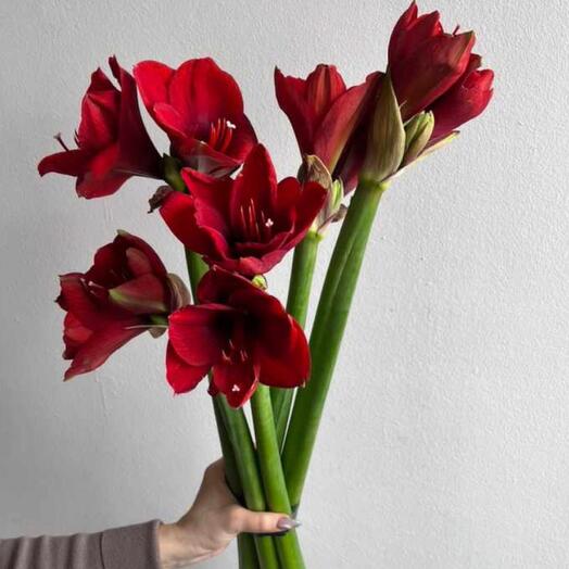 Букет из красного амариллиса
